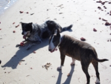 Fred and Trusty playing on the beach
