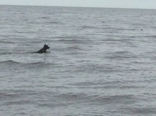 The dolphin got away.